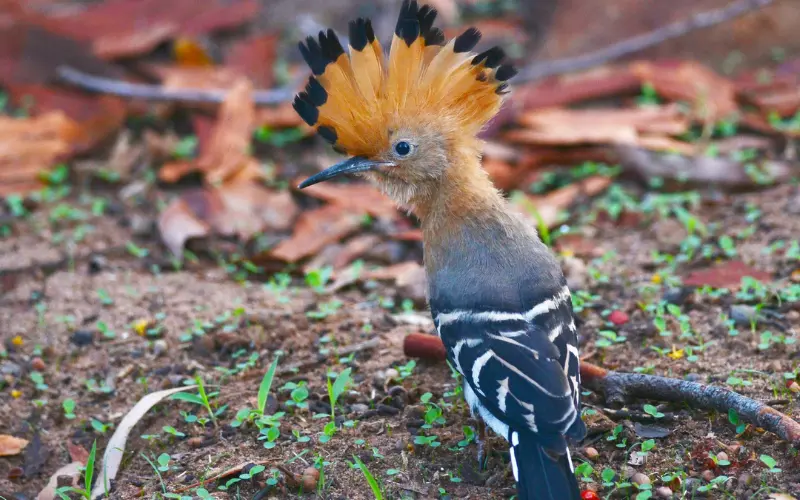 Can We Keep Hoopoe As Our Pet