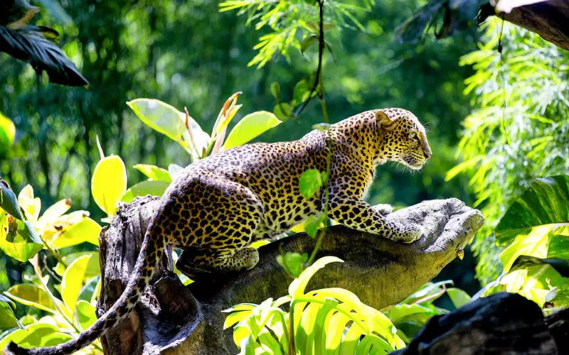 Can We Keep Javan Leopard As Our Pet