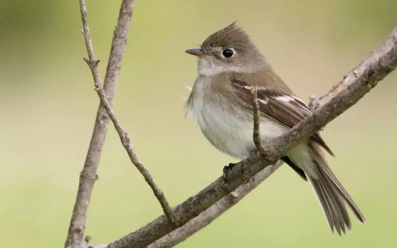 Can We Keep Least Flycatcher As Our Pet