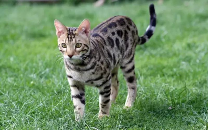 Can We Keep Leopard Cat As Our Pet