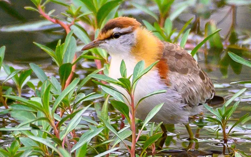 Can We Keep Lesser Jacana As Our Pet