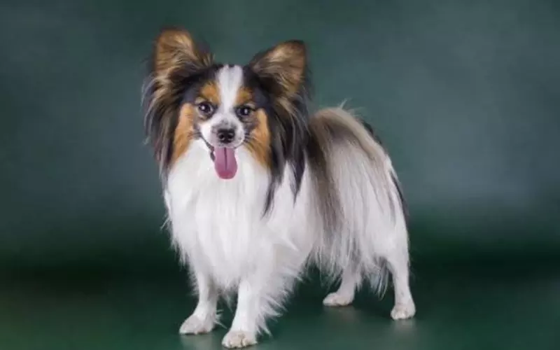 Can We Keep Papillon Mix As Our Pet