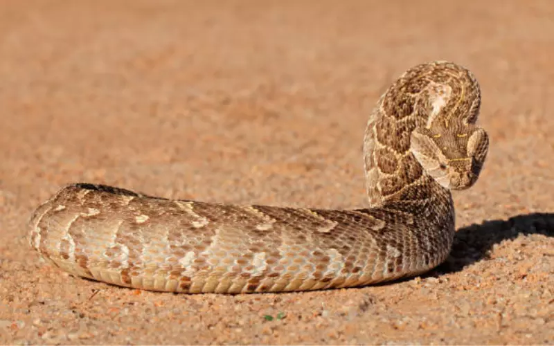 Can We Keep Puff Adder As Our Pet