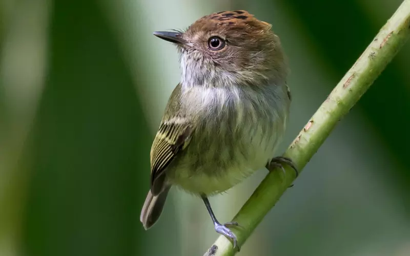 Can We Keep Scale-Crested Pygmy Tyrant As Our Pet