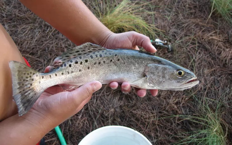 Can We Keep Speckled Trout As Our Pet