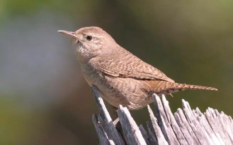 Can We Keep The House Wren As Our Pet