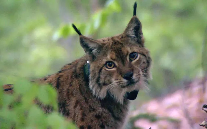 Can we keep Balkan Lynx as our Pet