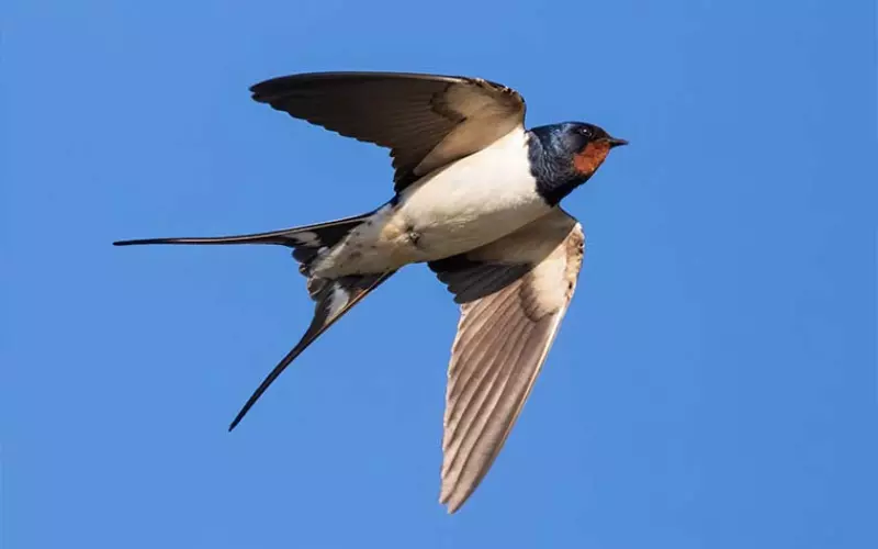 Can we keep Barn Swallow as our Pet