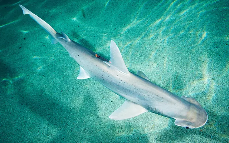 Can we keep Bonnethead Shark as our Pet