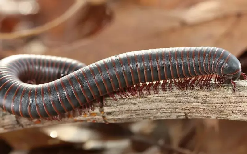 Can we keep Millipede as our Pet?