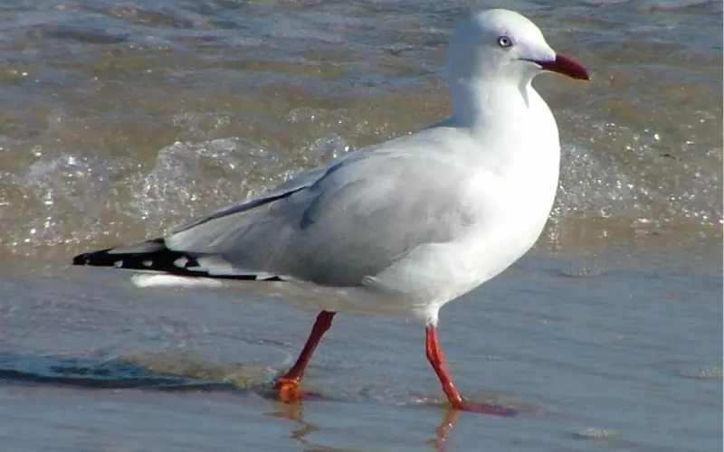 Can we keep a Seagull as our Pet