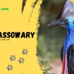 Cassowary