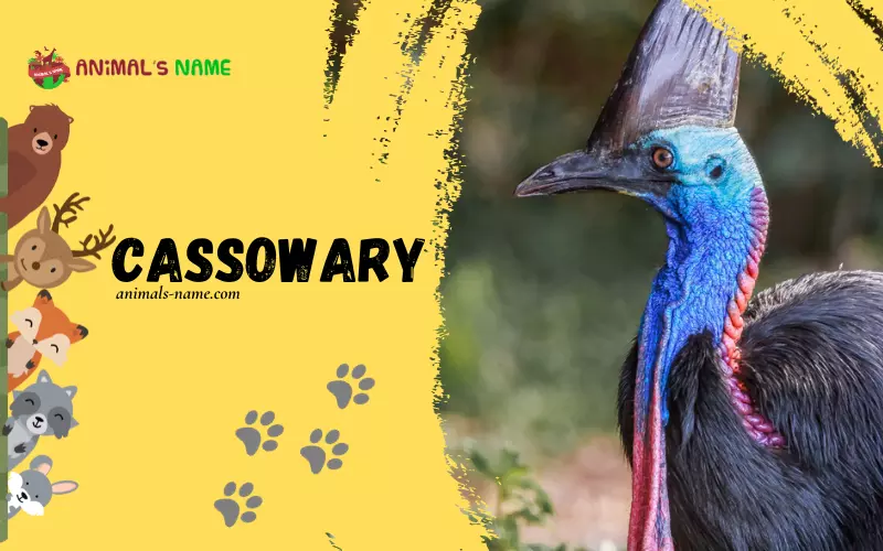 Cassowary