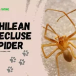 Chilean Recluse Spider