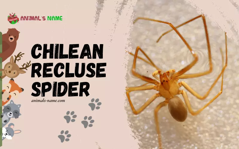 Chilean Recluse Spider