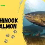 Chinook Salmon