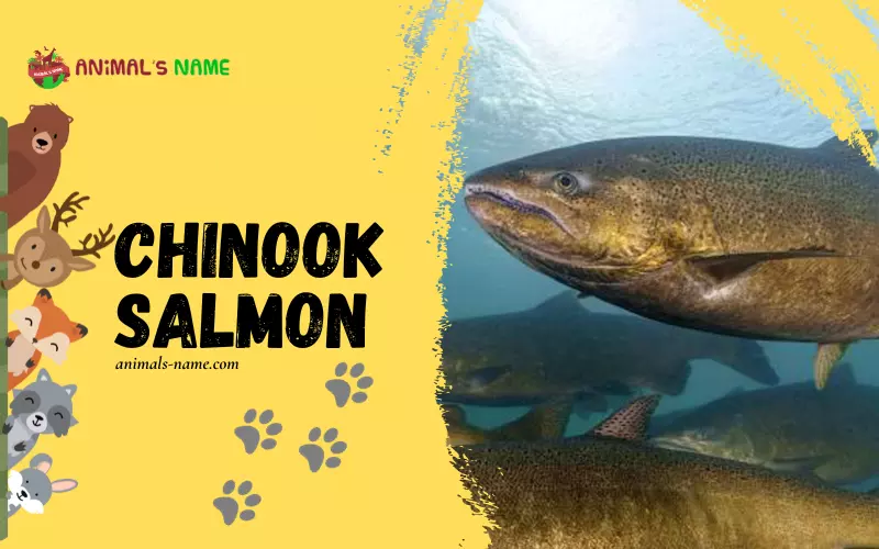 Chinook Salmon