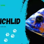 Cichlid