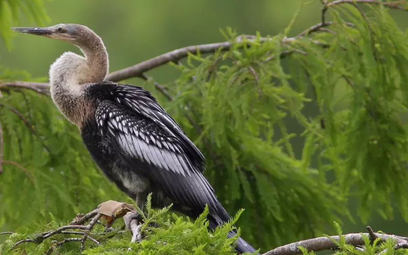 Classification Of Anhinga