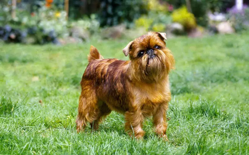 Classification Of Brussels Griffon