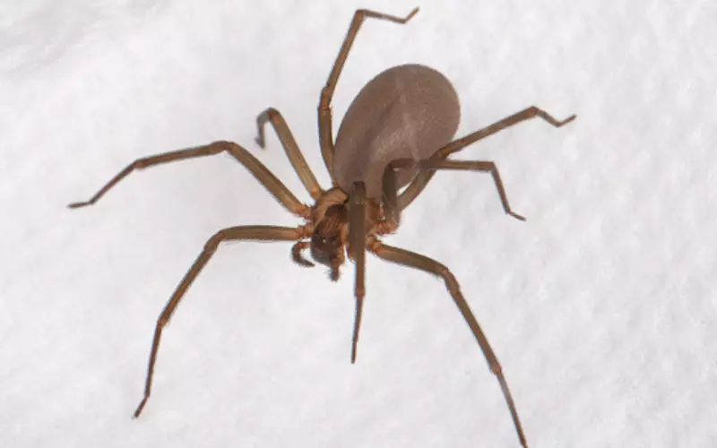 Classification Of Chilean Recluse Spider