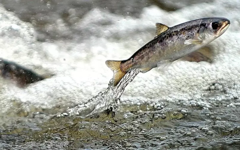 Classification Of Chinook Salmon