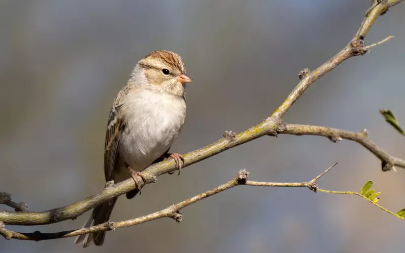 Classification Of Chipping Sparrow