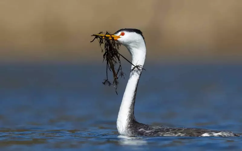 Classification Of Clark’s Grebe