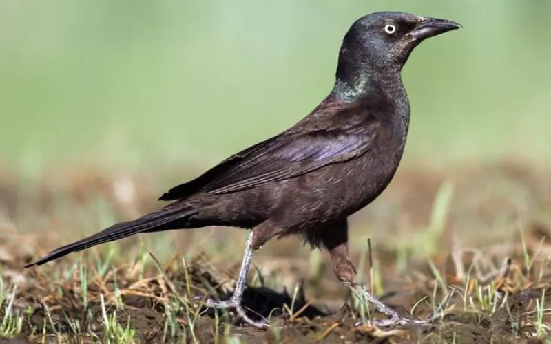 Classification Of Common Grackle