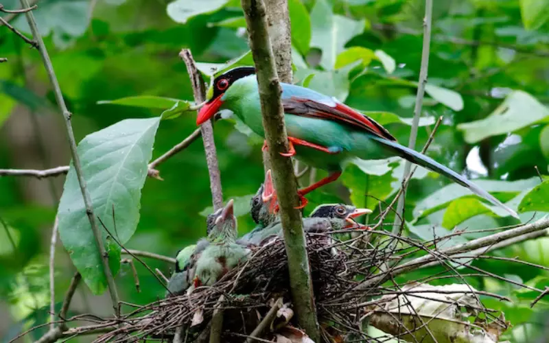 Classification Of Common Green Magpie