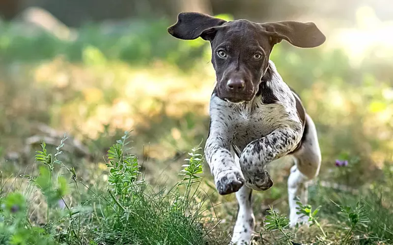 Classification Of German Shorthaired Pointer