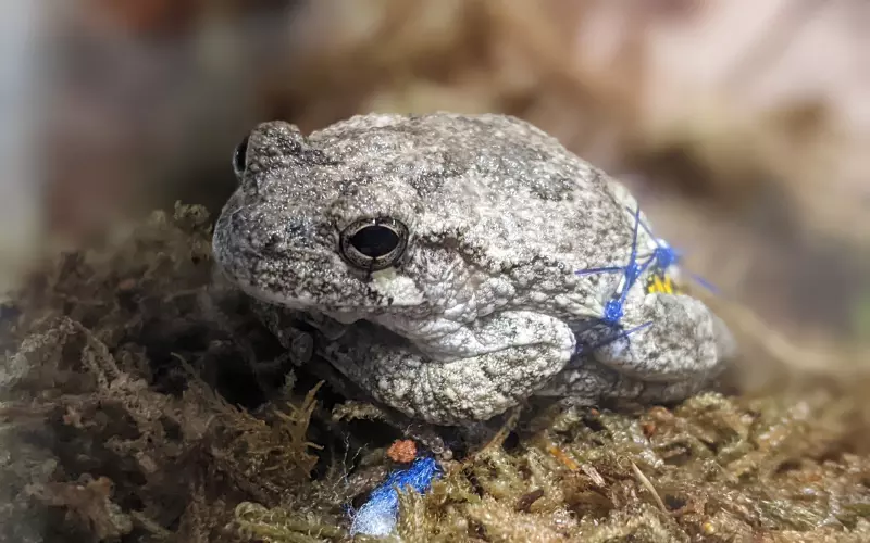 Classification Of Gray Tree Frog