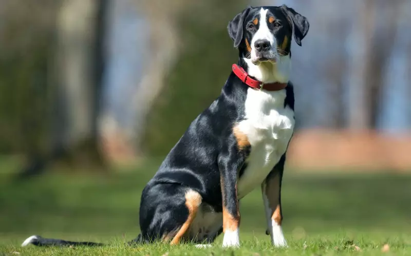 Classification Of Greater Swiss Mountain Dog