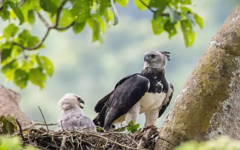 Classification Of Harpy Eagle