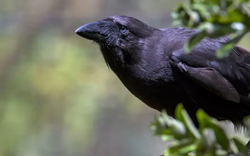 Classification Of Hawaiian Crow