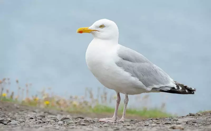 Classification Of Herring Gull