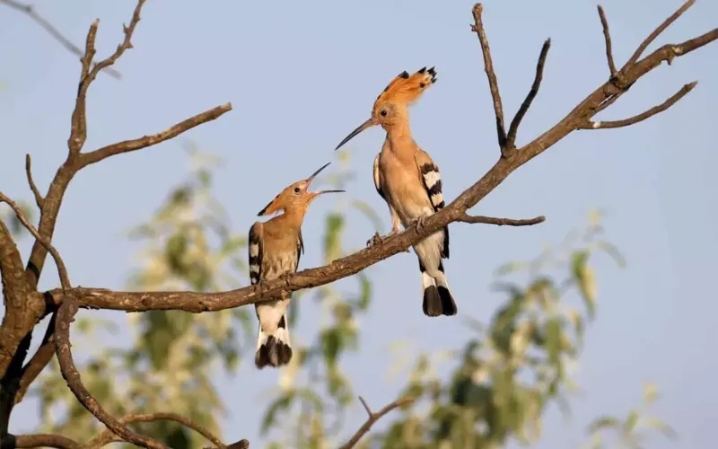 Classification Of Hoopoe