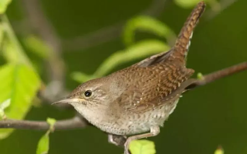 Classification Of House Wren