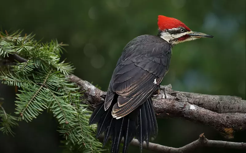 Classification Of Ivory-Billed Woodpecker
