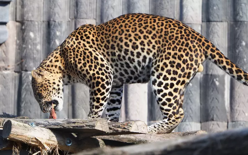 Classification Of Javan Leopard