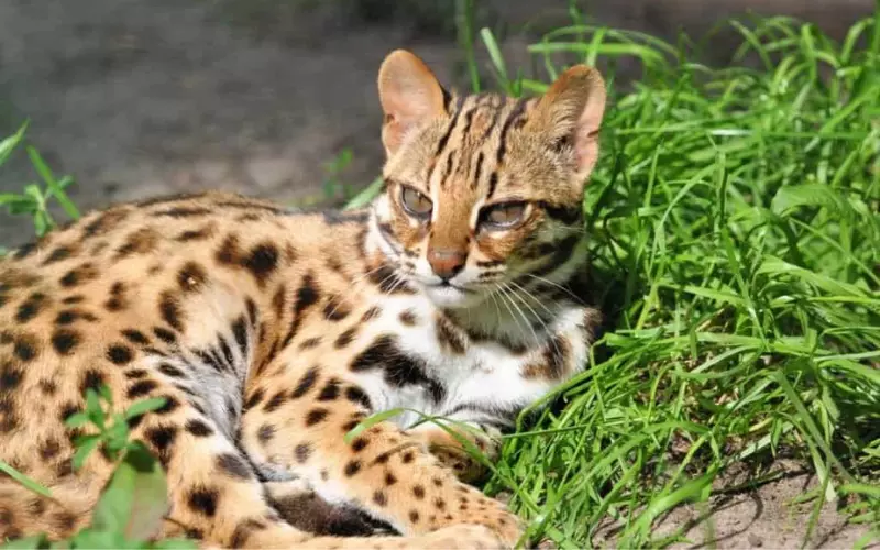 Classification Of Leopard Cat