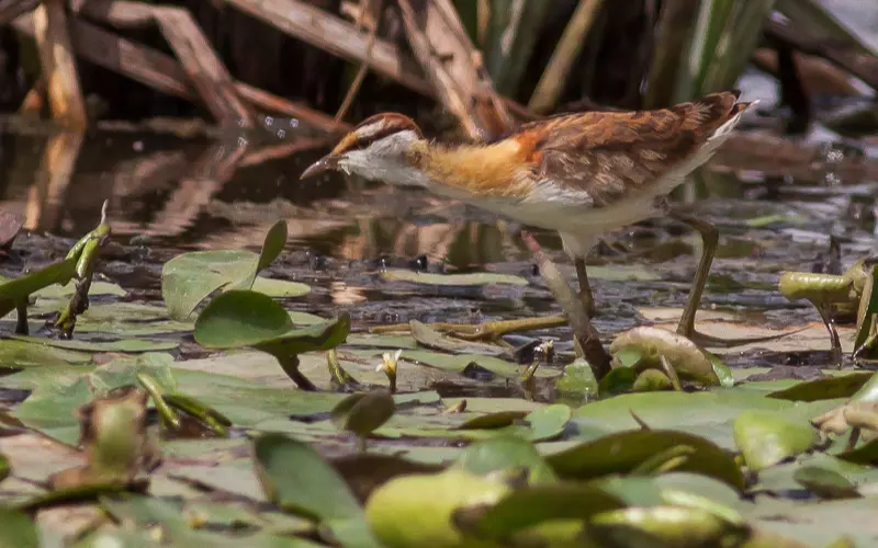 Classification Of Lesser Jacana