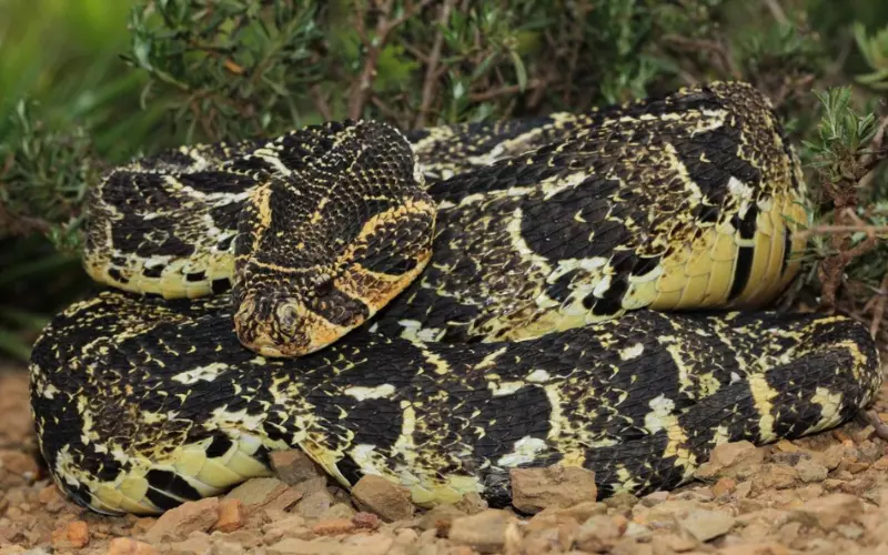 Classification Of Puff Adder