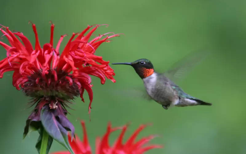 Classification Of Ruby-Throated Hummingbird