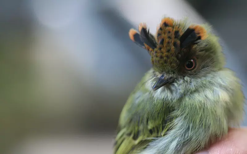 Classification Of Scale-Crested Pygmy Tyrant