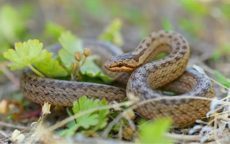 Classification Of Smooth Snake