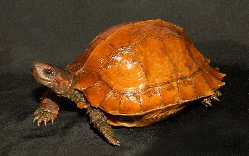 Classification Of Spiny Hill Turtle