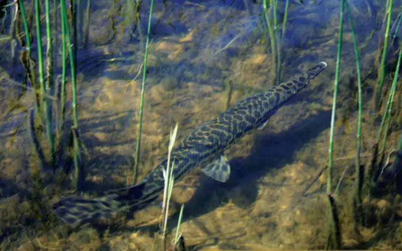 Classification Of Spotted Gar