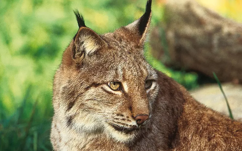 Classification of Balkan Lynx