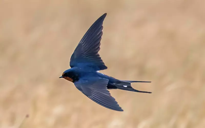 Classification of Barn Swallow